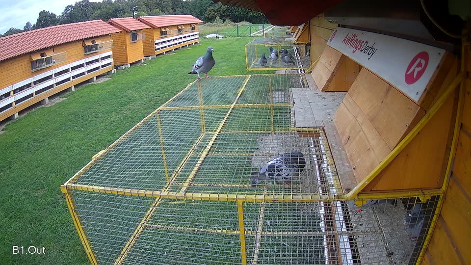 Pigeon Arrival Image For Race Final race 2