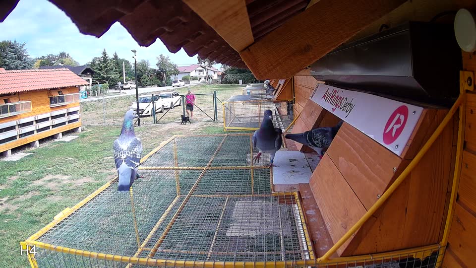 Pigeon Arrival Image For Race Race 4