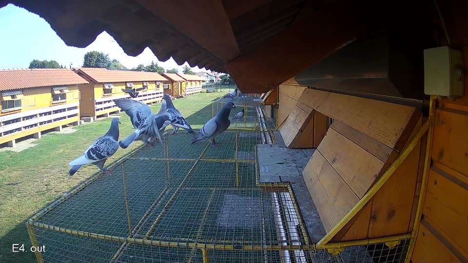 Pigeon Arrival Image For Race Race 1