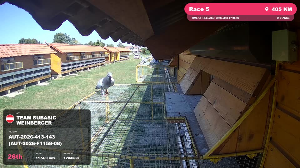Pigeon Arrival Image For Race Race 5