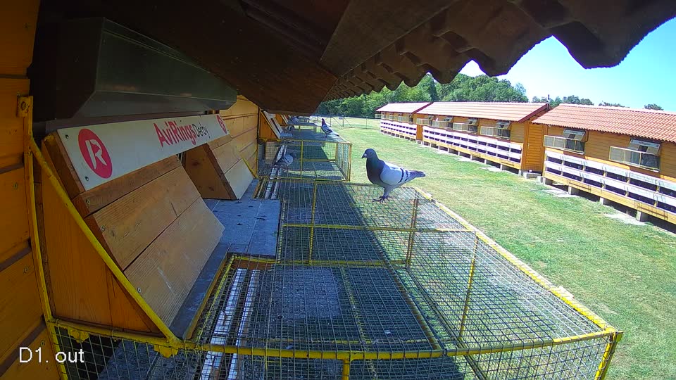 Pigeon Arrival Image For Race Race 3