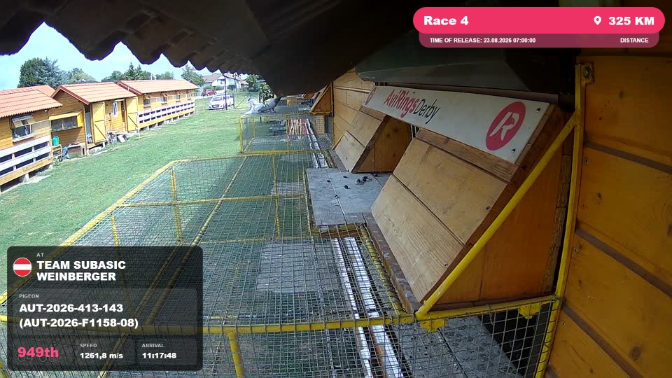 Pigeon Arrival Image For Race Race 4