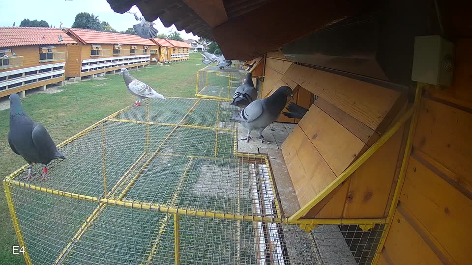 Pigeon Arrival Image For Race Race 3