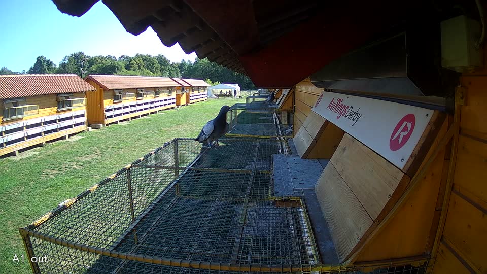 Pigeon Arrival Image For Race Final Race 1/3