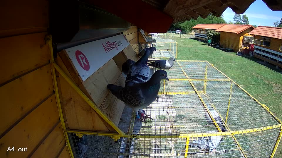 Pigeon Arrival Image For Race Race 4
