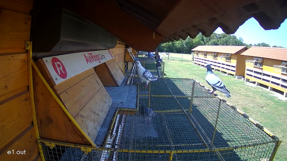 Pigeon Arrival Image For Race Race 3