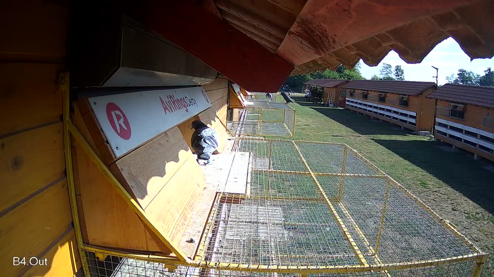 Pigeon Arrival Image For Race Race 2