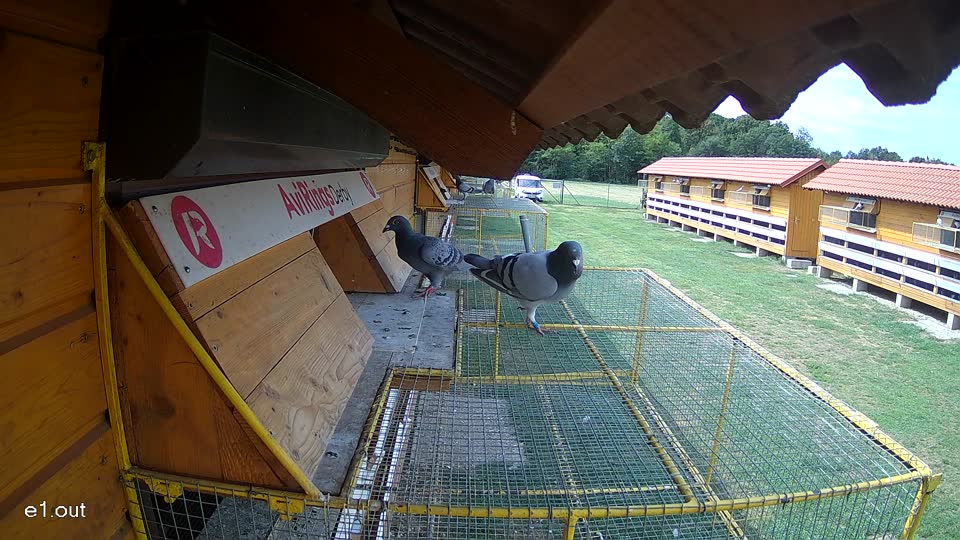 Pigeon Arrival Image For Race Race 4