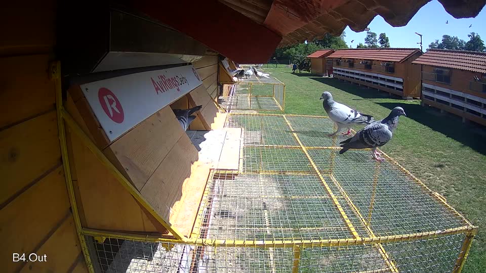 Pigeon Arrival Image For Race Race 2