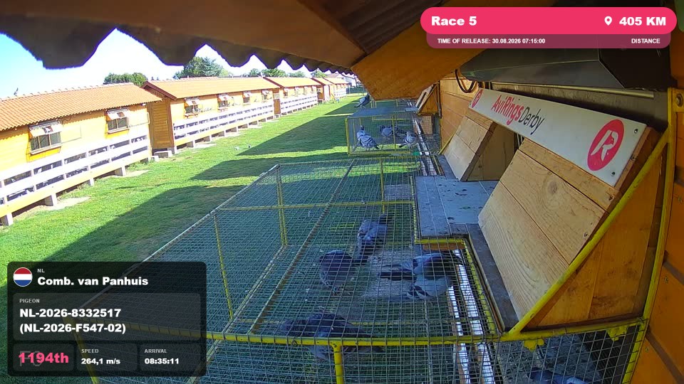 Pigeon Arrival Image For Race Race 5