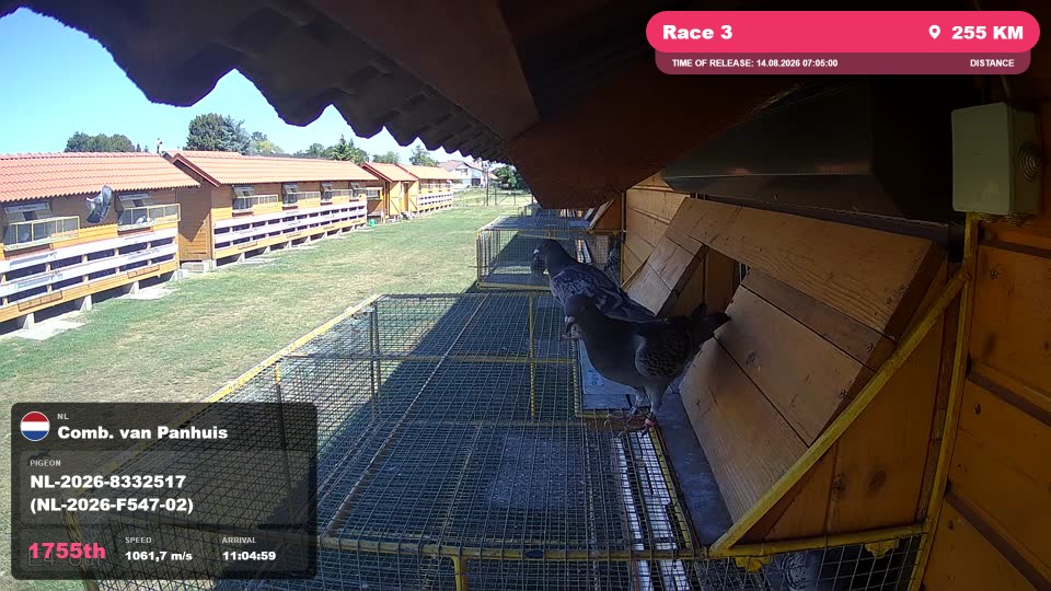 Pigeon Arrival Image For Race Race 3