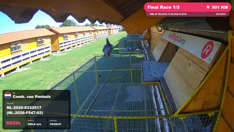 Pigeon Arrival Image For Race Final Race 1/3