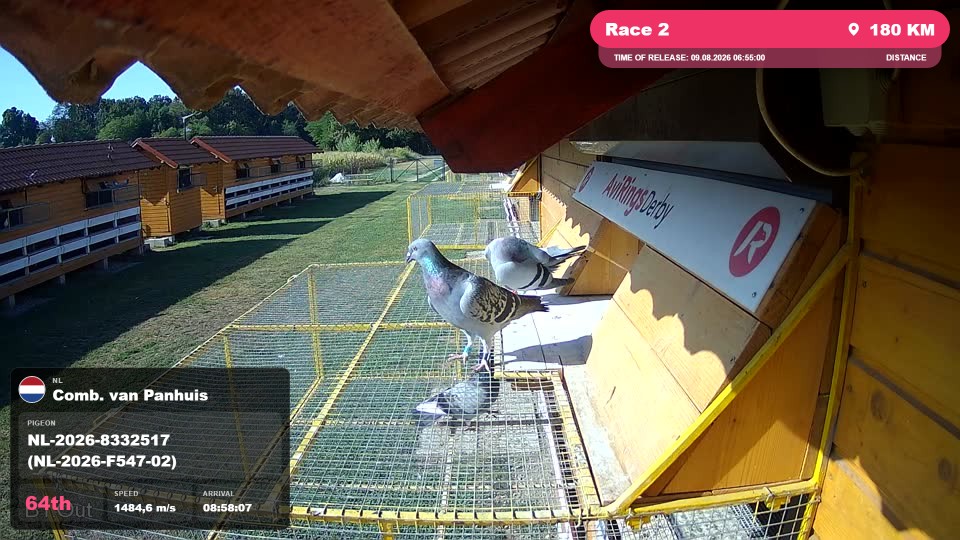 Pigeon Arrival Image For Race Race 2