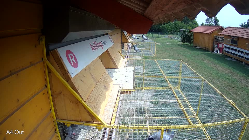 Pigeon Arrival Image For Race Race 3