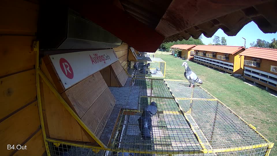 Pigeon Arrival Image For Race Race 4