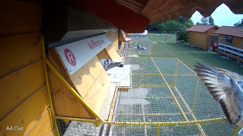 Pigeon Arrival Image For Race Race 4