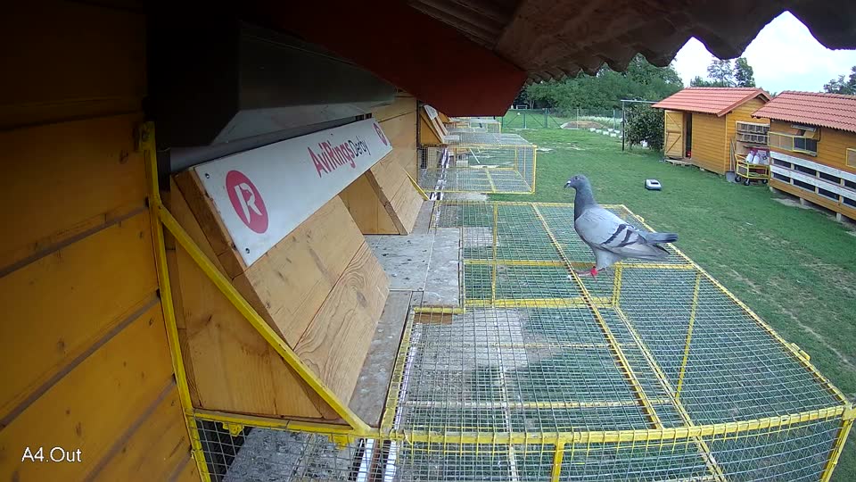Pigeon Arrival Image For Race Race 6