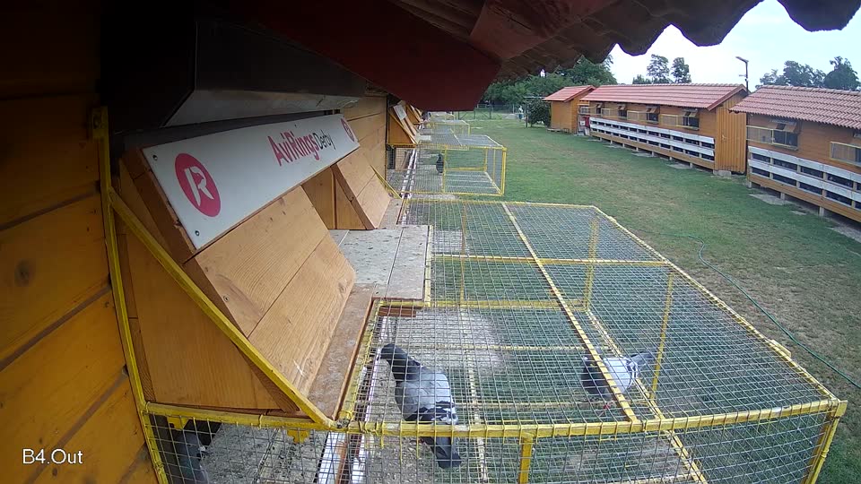 Pigeon Arrival Image For Race Race 3