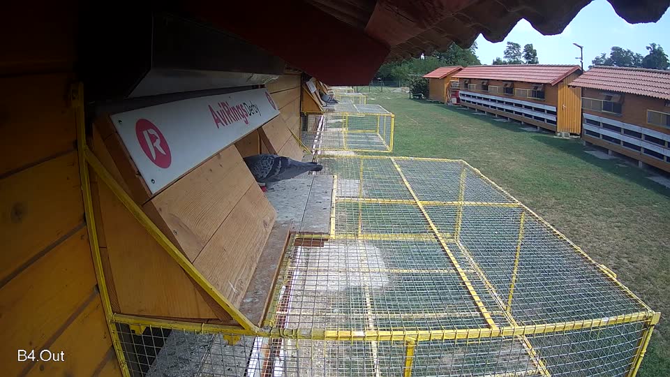 Pigeon Arrival Image For Race Race 4