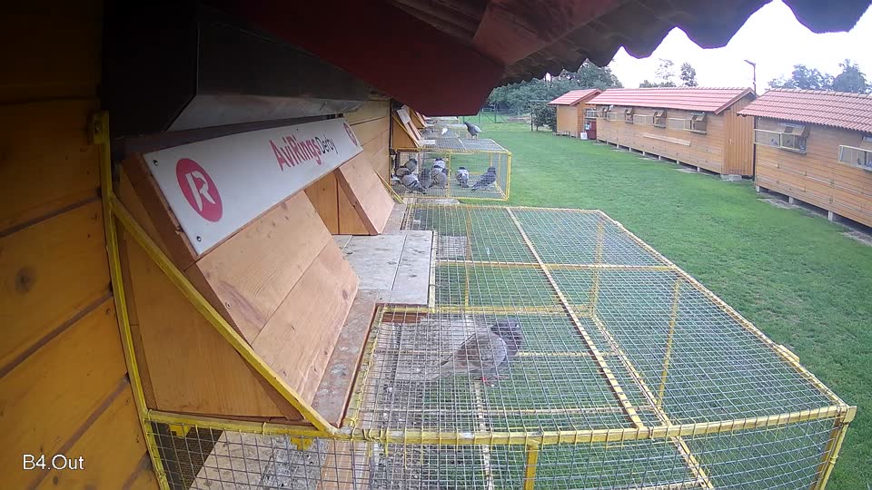Pigeon Arrival Image For Race Final race 2