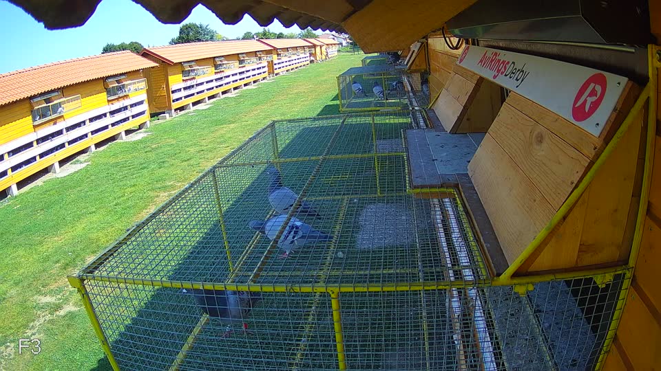 Pigeon Arrival Image For Race Race 3