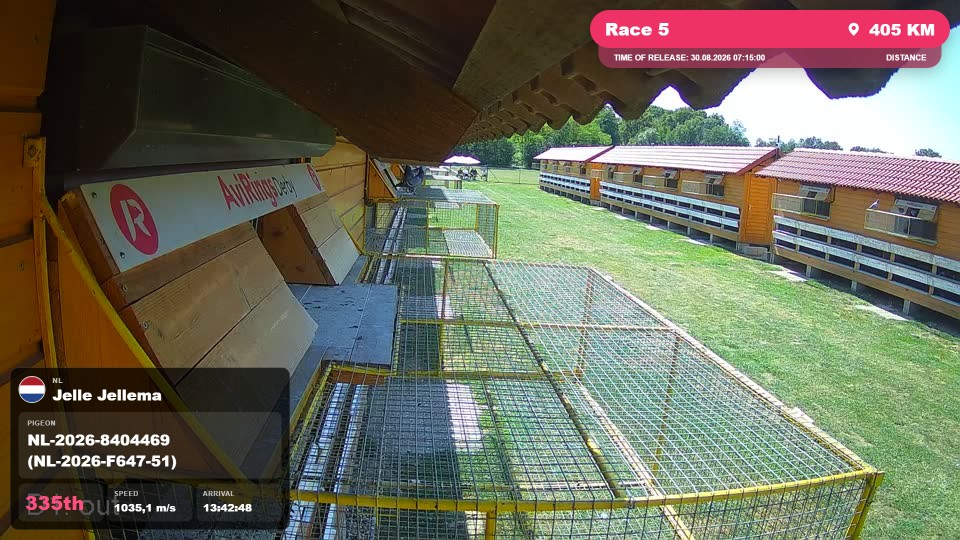 Pigeon Arrival Image For Race Race 5