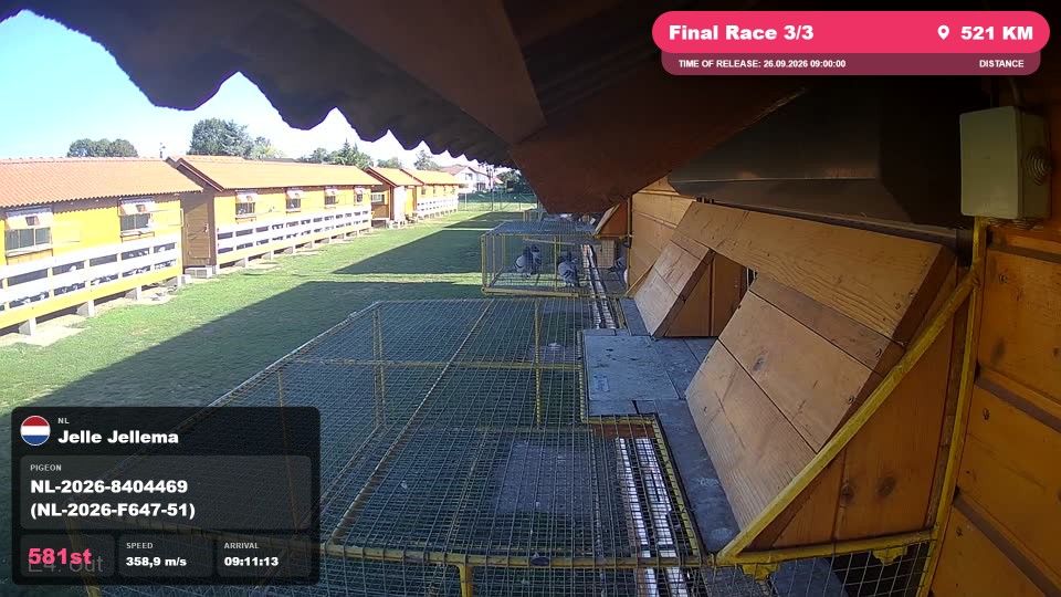 Pigeon Arrival Image For Race Final Race 3/3