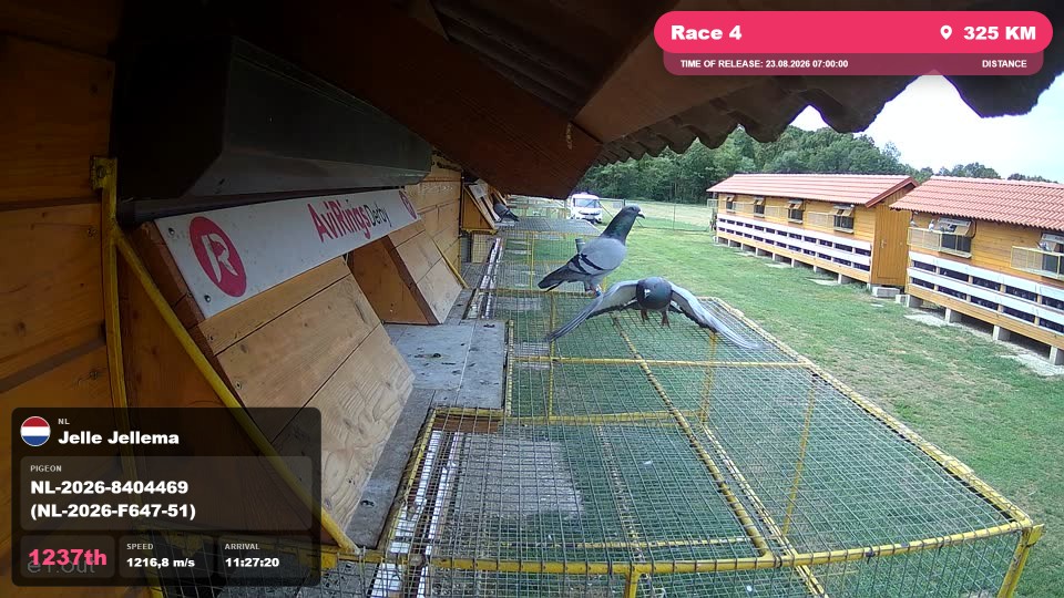 Pigeon Arrival Image For Race Race 4