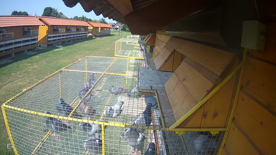 Pigeon Arrival Image For Race Race 3
