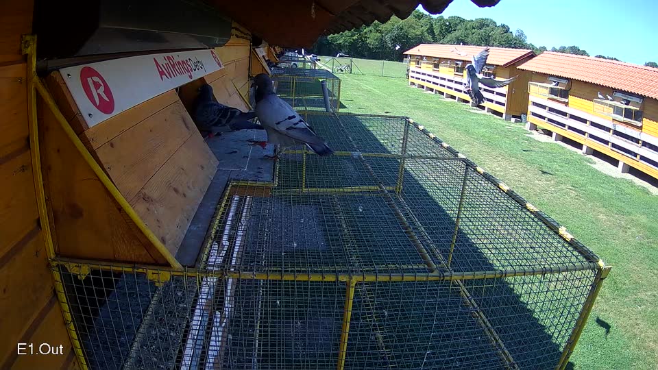 Pigeon Arrival Image For Race Race 2