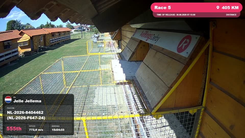 Pigeon Arrival Image For Race Race 5