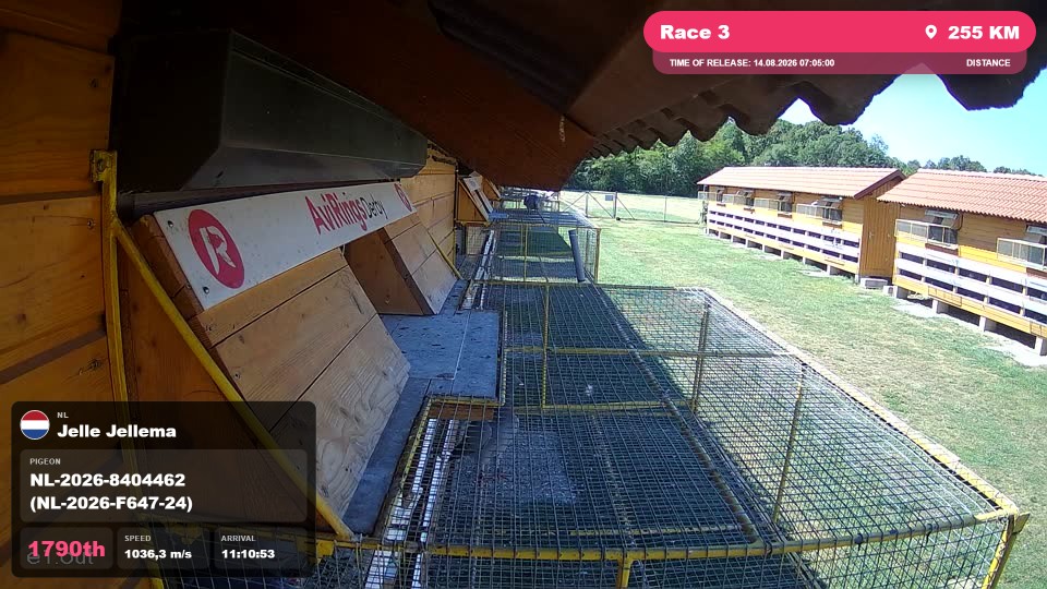 Pigeon Arrival Image For Race Race 3