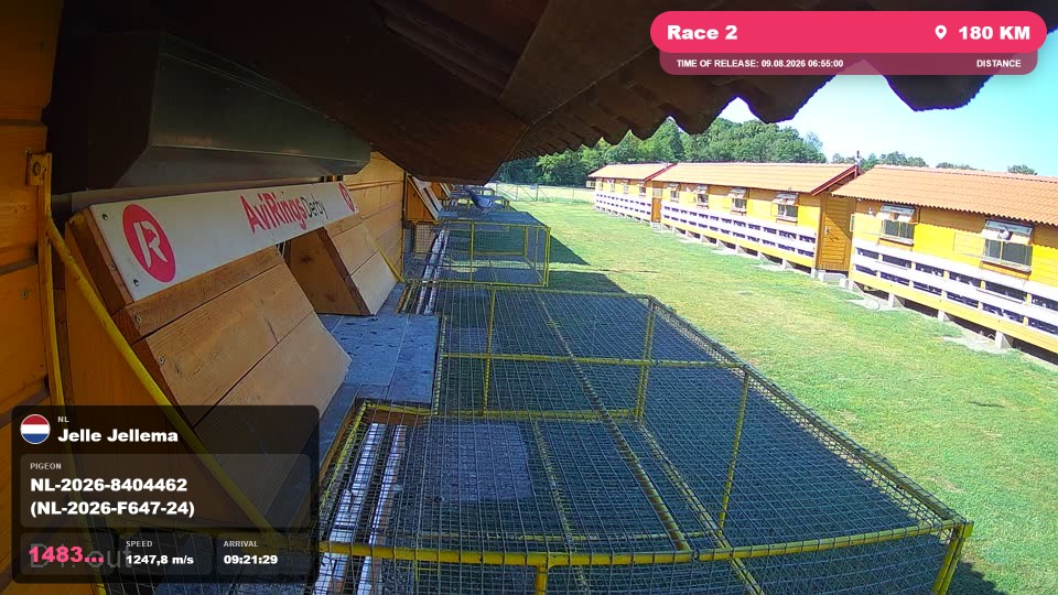 Pigeon Arrival Image For Race Race 2