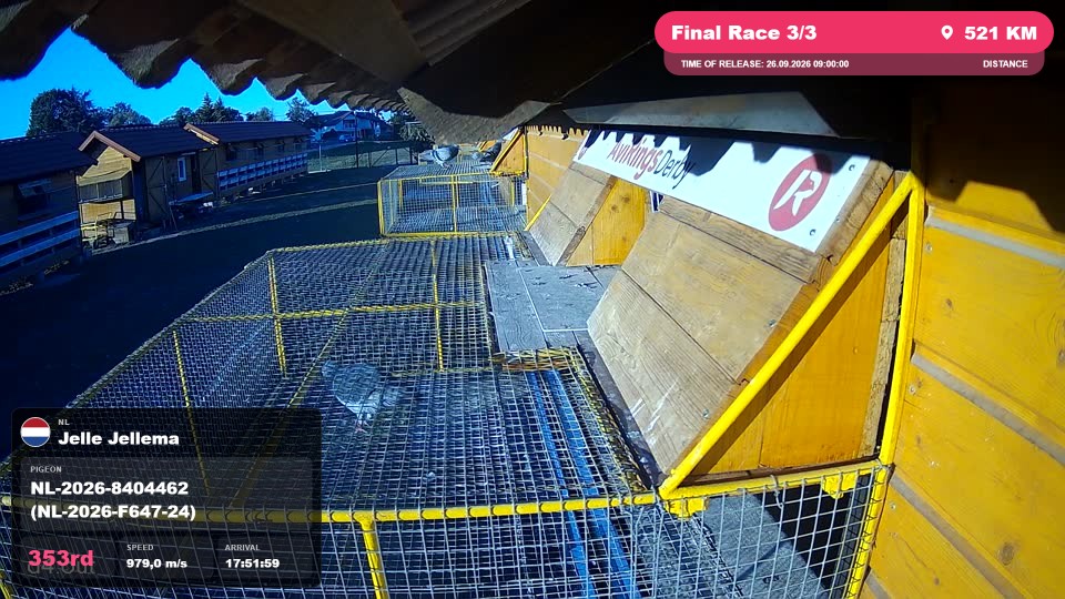 Pigeon Arrival Image For Race Final Race 3/3