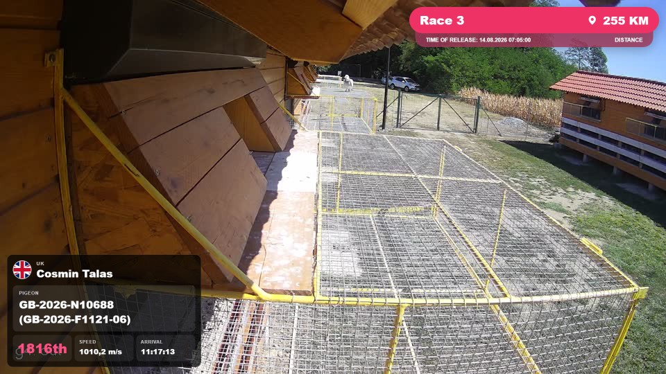 Pigeon Arrival Image For Race Race 3
