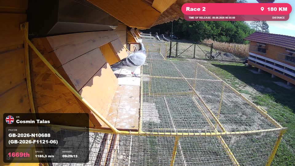 Pigeon Arrival Image For Race Race 2