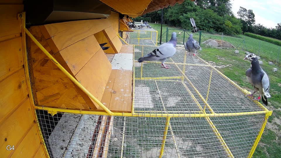 Pigeon Arrival Image For Race Race 3
