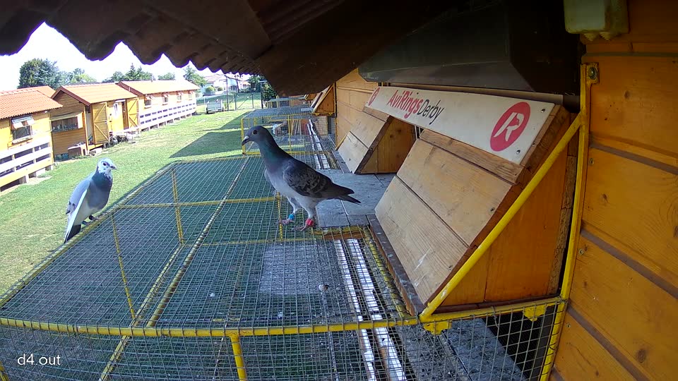 Pigeon Arrival Image For Race Race 1