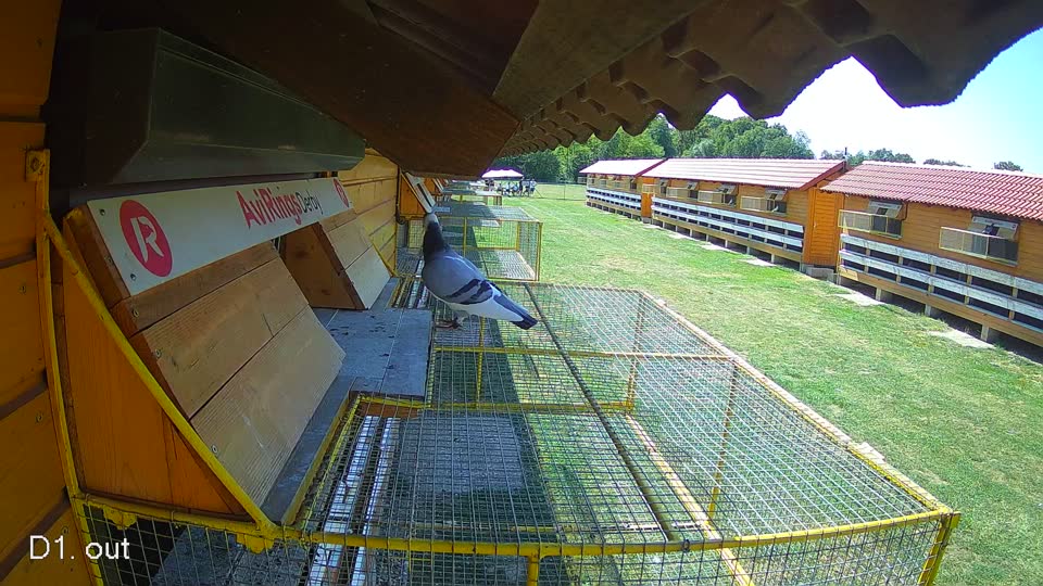 Pigeon Arrival Image For Race Race 5
