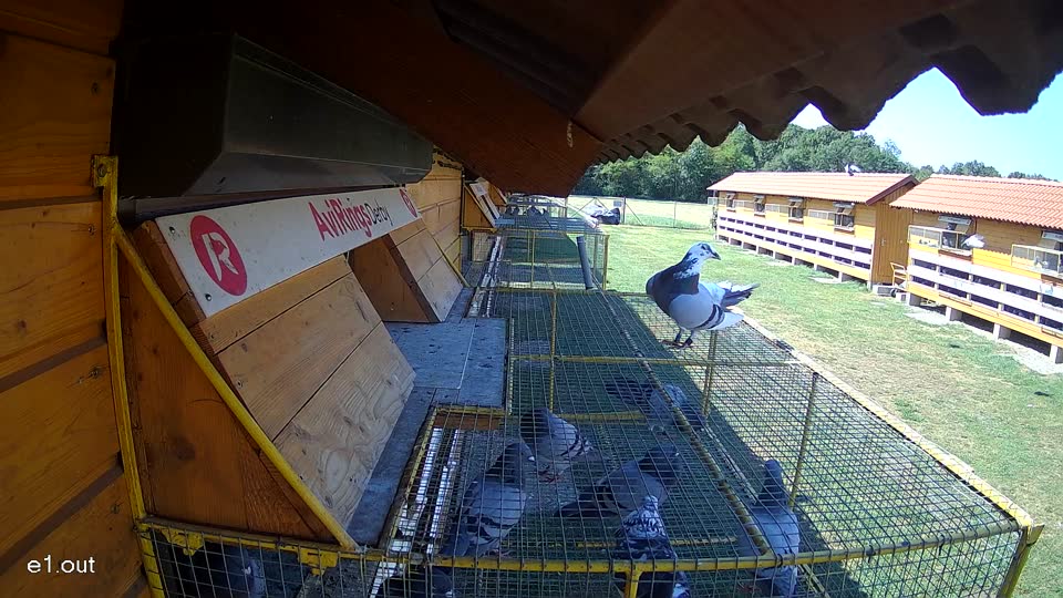 Pigeon Arrival Image For Race Race 2