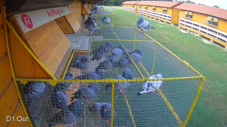 Pigeon Arrival Image For Race Race 4