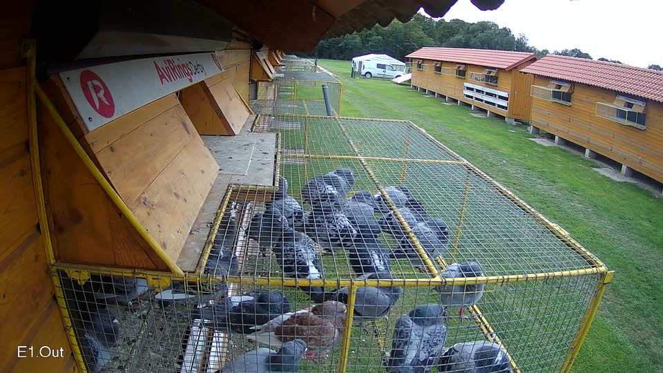 Pigeon Arrival Image For Race Final race 3