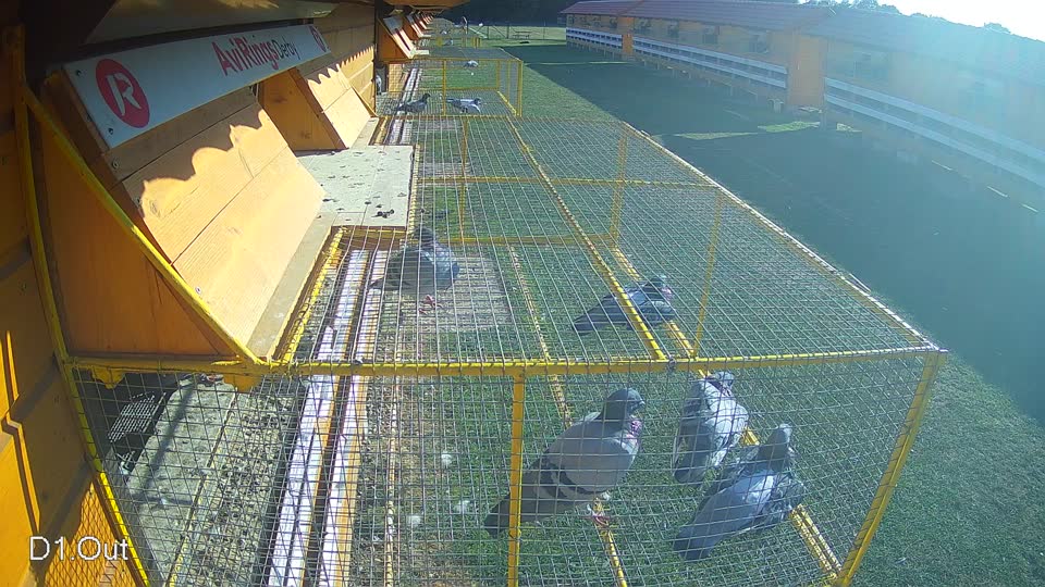 Pigeon Arrival Image For Race Race 5