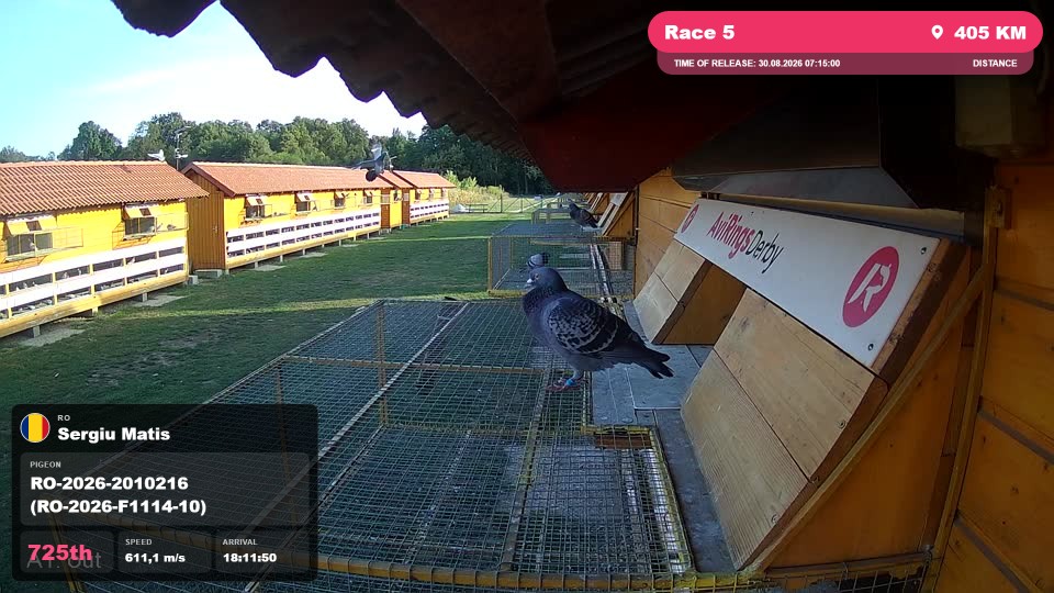 Pigeon Arrival Image For Race Race 5