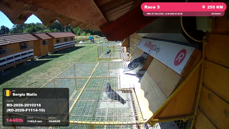 Pigeon Arrival Image For Race Race 3