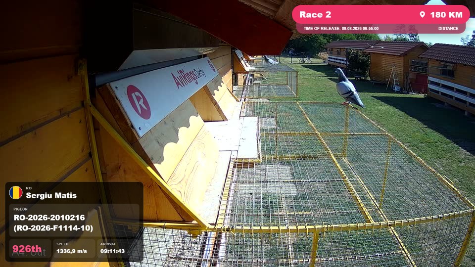 Pigeon Arrival Image For Race Race 2