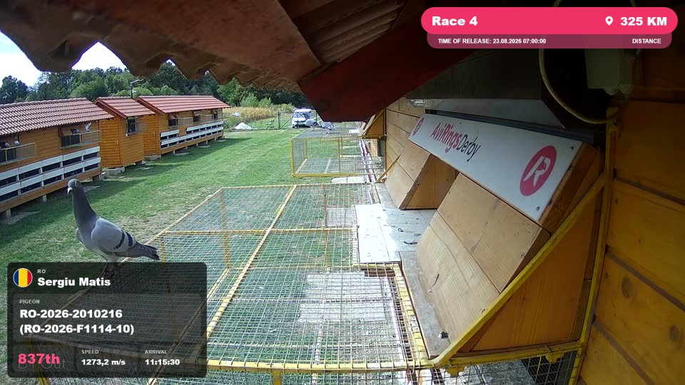 Pigeon Arrival Image For Race Race 4