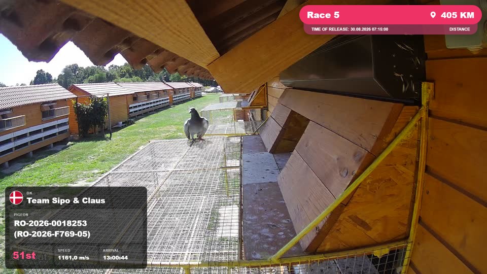 Pigeon Arrival Image For Race Race 5