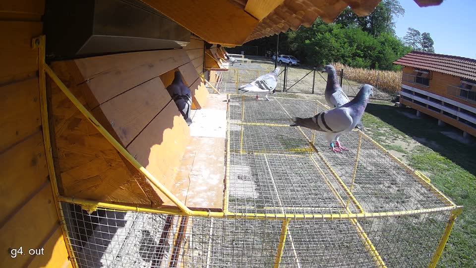 Pigeon Arrival Image For Race Race 3