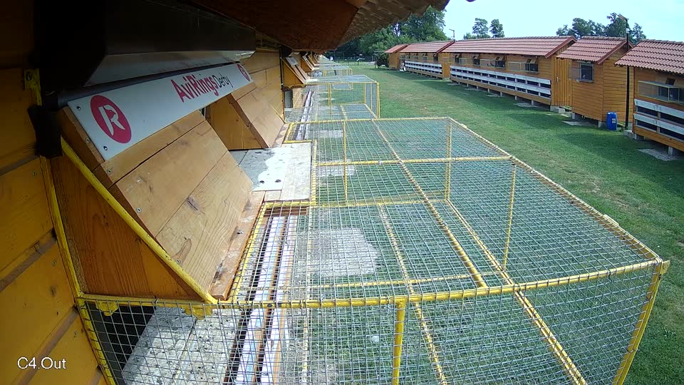 Pigeon Arrival Image For Race Race 3